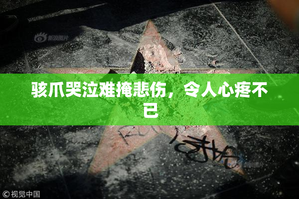 骇爪哭泣难掩悲伤，令人心疼不已