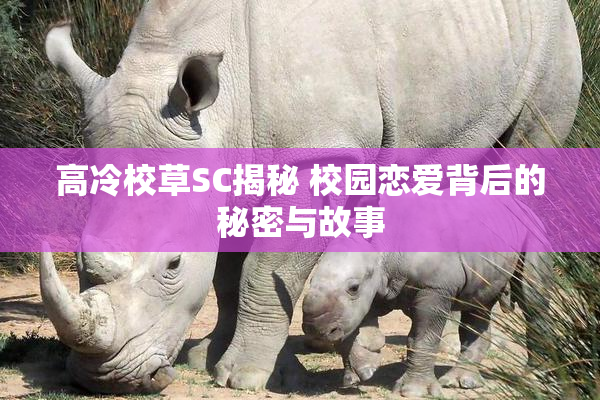 高冷校草SC揭秘 校园恋爱背后的秘密与故事
