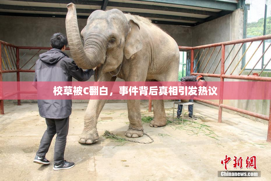 校草被C翻白，事件背后真相引发热议