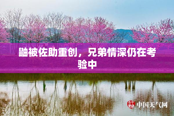 鼬被佐助重创，兄弟情深仍在考验中