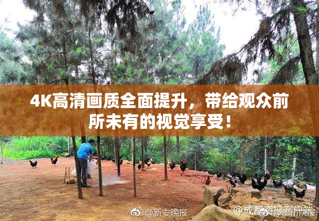 4K高清画质全面提升，带给观众前所未有的视觉享受！