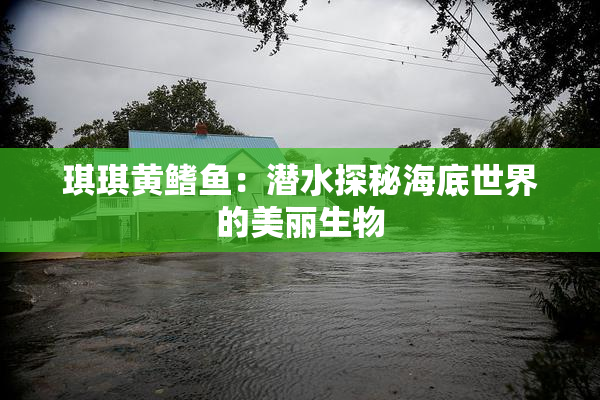 琪琪黄鳍鱼：潜水探秘海底世界的美丽生物
