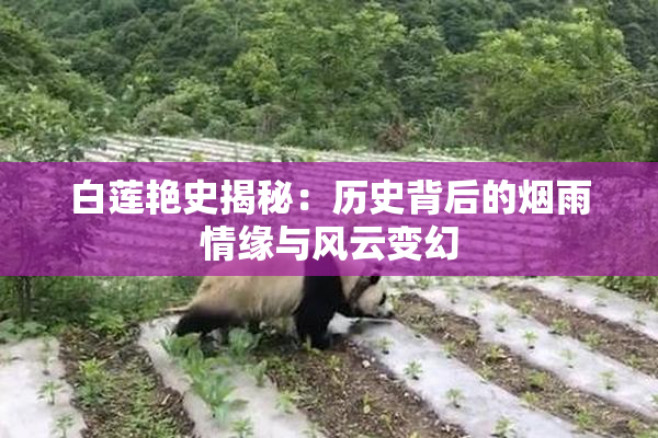 白莲艳史揭秘：历史背后的烟雨情缘与风云变幻