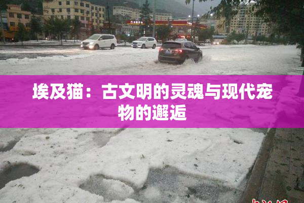埃及猫：古文明的灵魂与现代宠物的邂逅