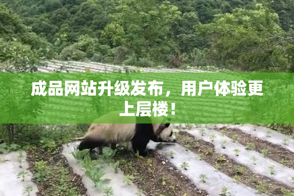 成品网站升级发布，用户体验更上层楼！