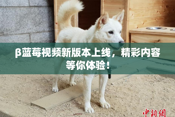 β蓝莓视频新版本上线，精彩内容等你体验！