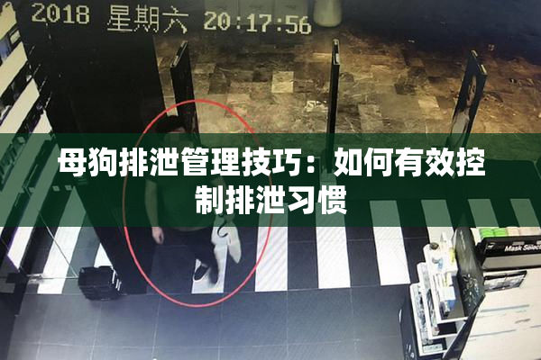 母狗排泄管理技巧：如何有效控制排泄习惯