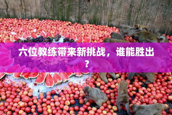 六位教练带来新挑战，谁能胜出？