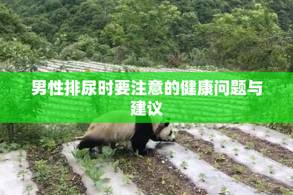 男性排尿时要注意的健康问题与建议