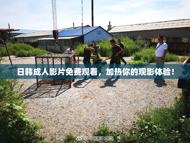 日韩成人影片免费观看，加热你的观影体验！