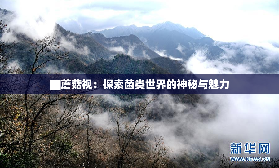 ▇蘑菇视：探索菌类世界的神秘与魅力