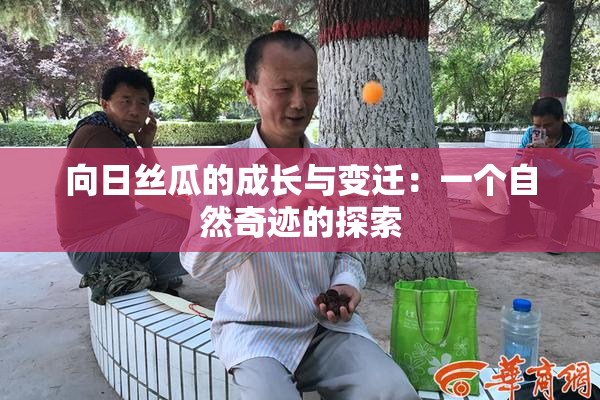 向日丝瓜的成长与变迁：一个自然奇迹的探索