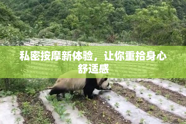 私密按摩新体验，让你重拾身心舒适感