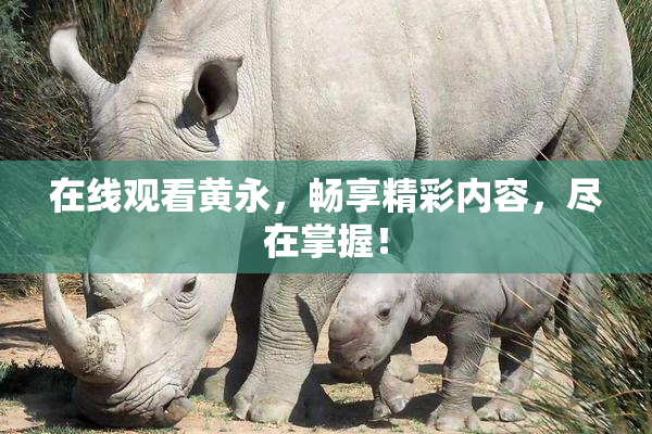 在线观看黄永，畅享精彩内容，尽在掌握！