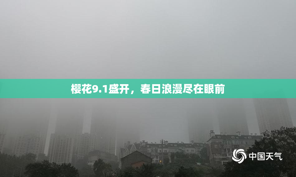 樱花9.1盛开，春日浪漫尽在眼前