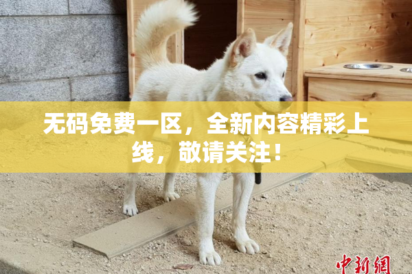 无码免费一区，全新内容精彩上线，敬请关注！