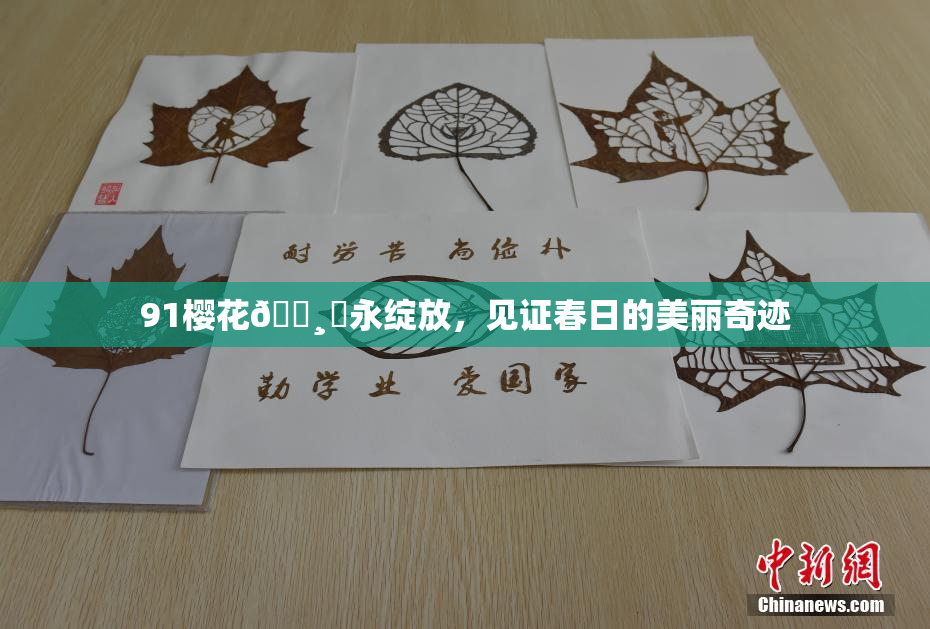 91樱花🌸‌永绽放，见证春日的美丽奇迹