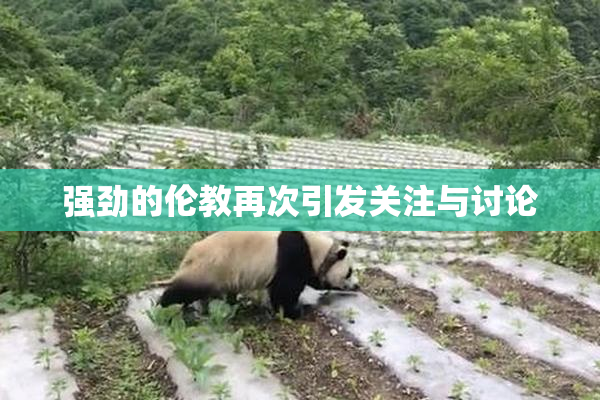 强劲的伦教再次引发关注与讨论