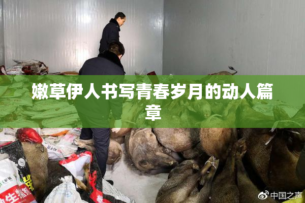 嫩草伊人书写青春岁月的动人篇章