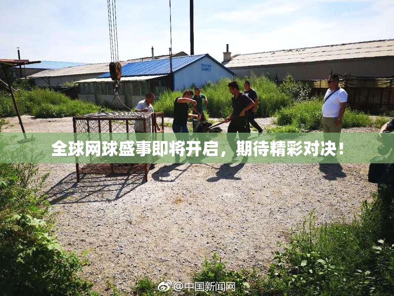 全球网球盛事即将开启，期待精彩对决！