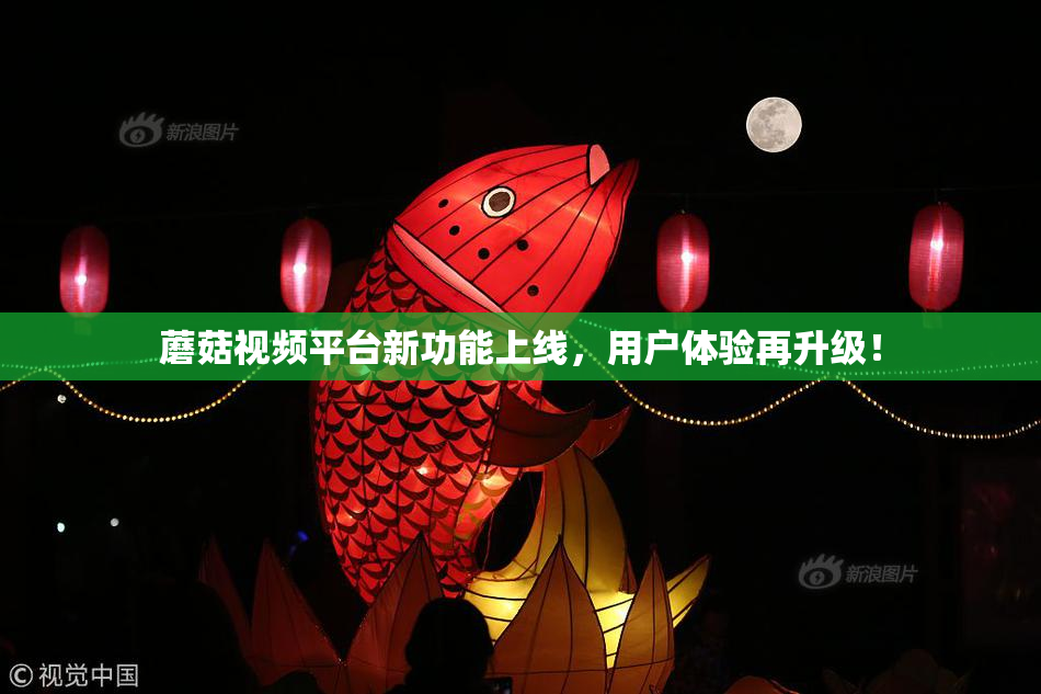 蘑菇视频平台新功能上线，用户体验再升级！