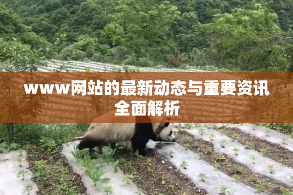 www网站的最新动态与重要资讯全面解析
