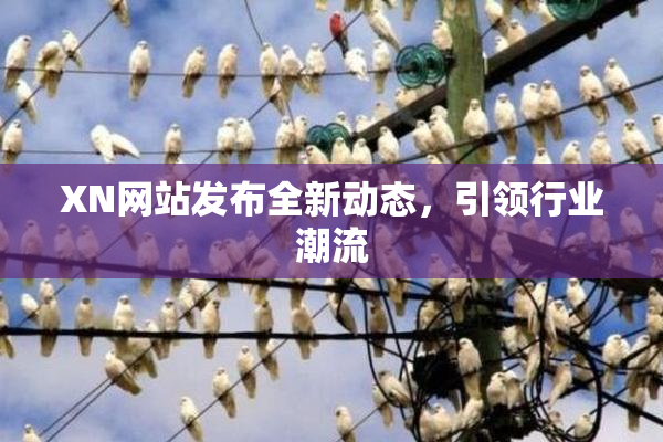 XN网站发布全新动态，引领行业潮流