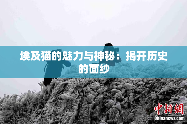 埃及猫的魅力与神秘：揭开历史的面纱