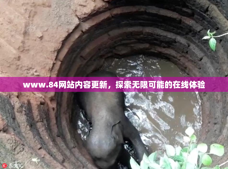 www.84网站内容更新，探索无限可能的在线体验