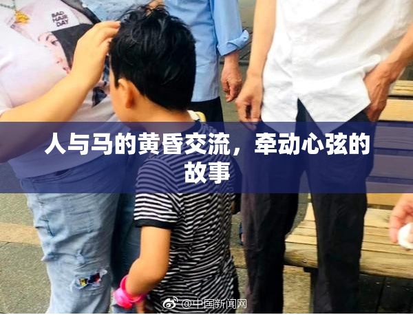 人与马的黄昏交流，牵动心弦的故事