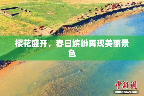 樱花盛开，春日缤纷再现美丽景色