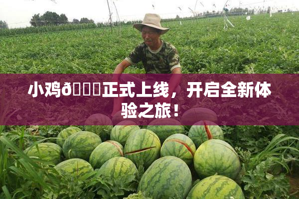 小鸡🐔正式上线，开启全新体验之旅！