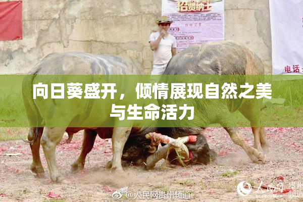 向日葵盛开，倾情展现自然之美与生命活力