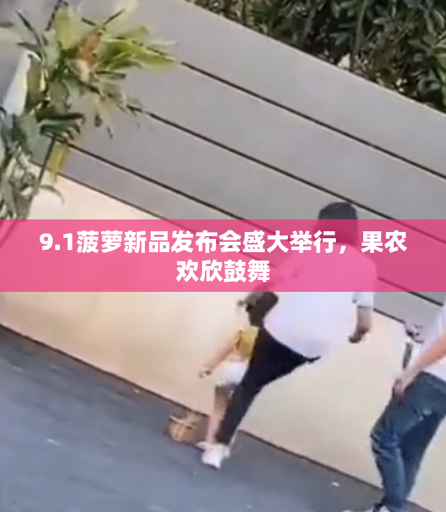 9.1菠萝新品发布会盛大举行，果农欢欣鼓舞