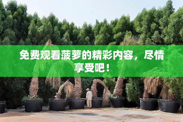 免费观看菠萝的精彩内容，尽情享受吧！