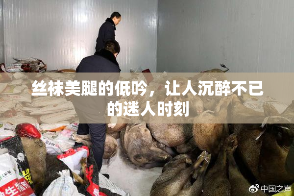 丝袜美腿的低吟，让人沉醉不已的迷人时刻