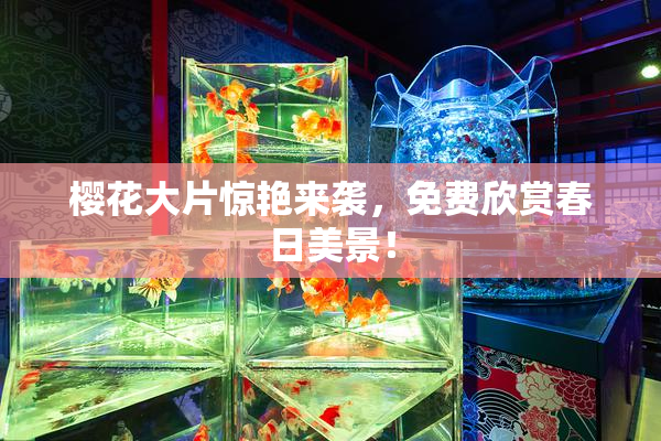 樱花大片惊艳来袭，免费欣赏春日美景！