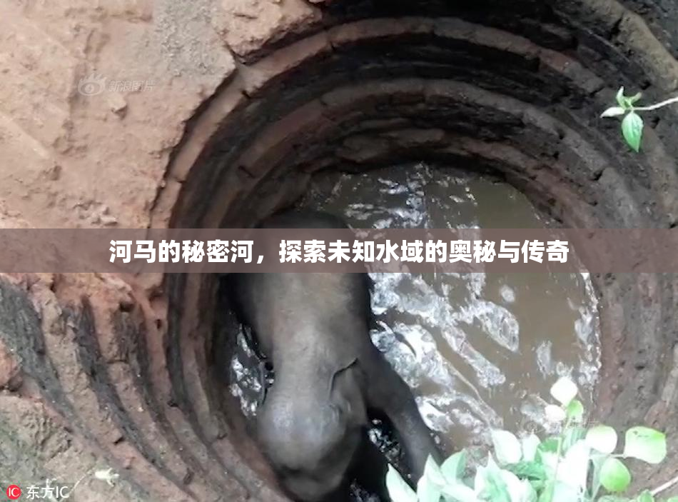 河马的秘密河，探索未知水域的奥秘与传奇