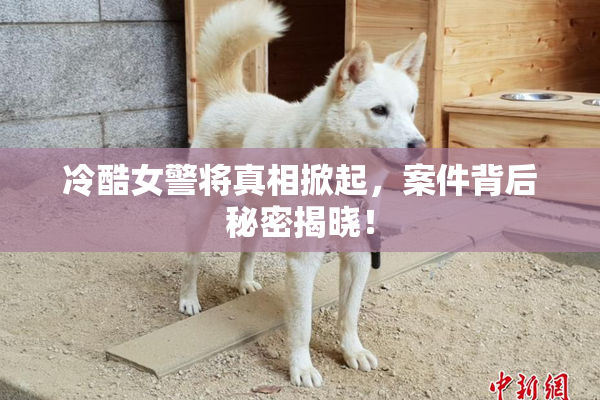 冷酷女警将真相掀起，案件背后秘密揭晓！