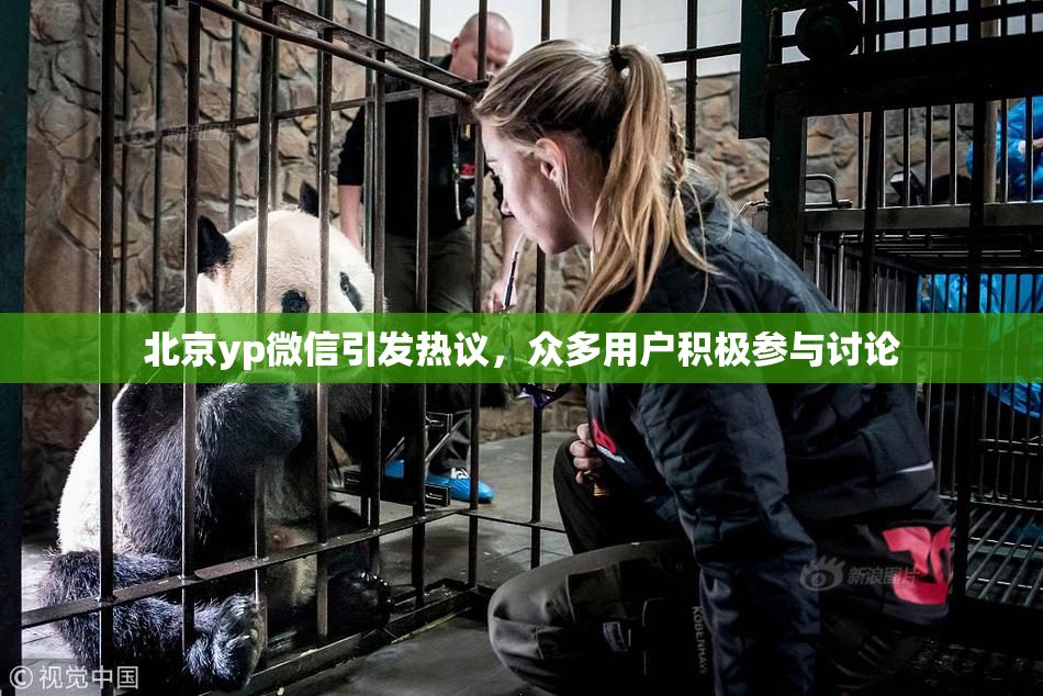 北京yp微信引发热议，众多用户积极参与讨论