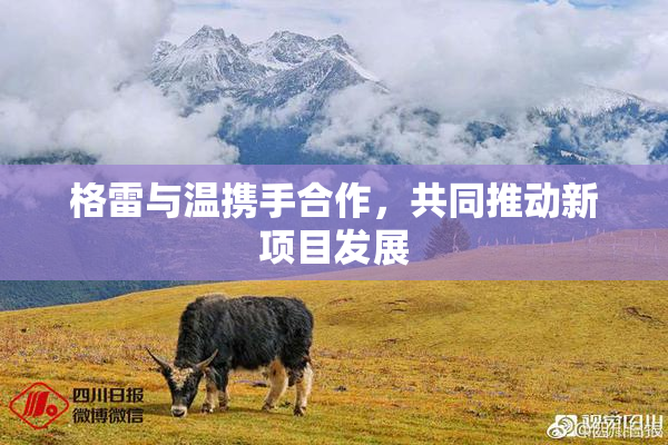 格雷与温携手合作，共同推动新项目发展