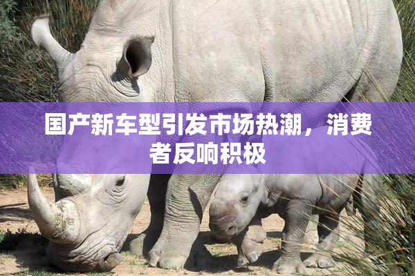 国产新车型引发市场热潮，消费者反响积极