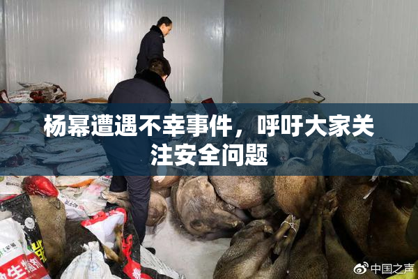 杨幂遭遇不幸事件，呼吁大家关注安全问题