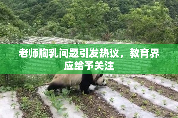 老师胸乳问题引发热议，教育界应给予关注