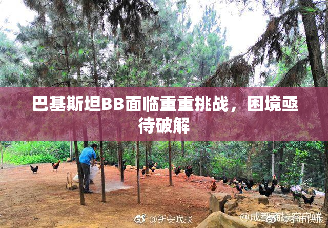 巴基斯坦BB面临重重挑战，困境亟待破解