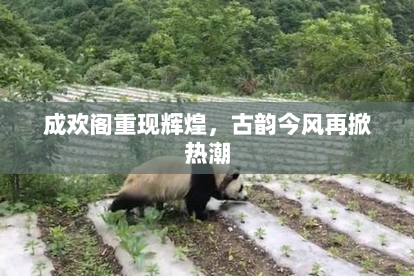 成欢阁重现辉煌，古韵今风再掀热潮