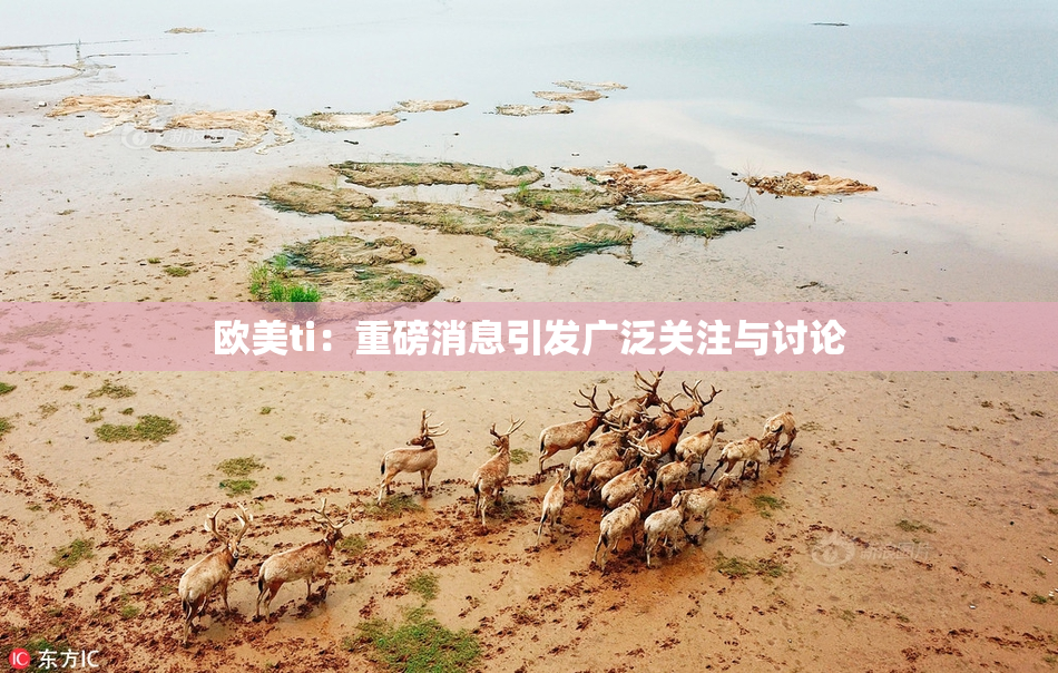 欧美ti：重磅消息引发广泛关注与讨论
