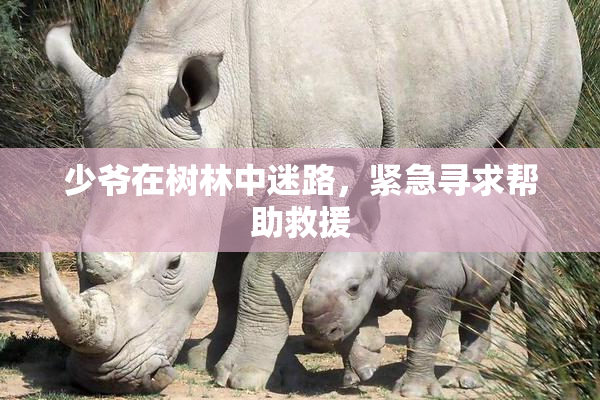 少爷在树林中迷路，紧急寻求帮助救援