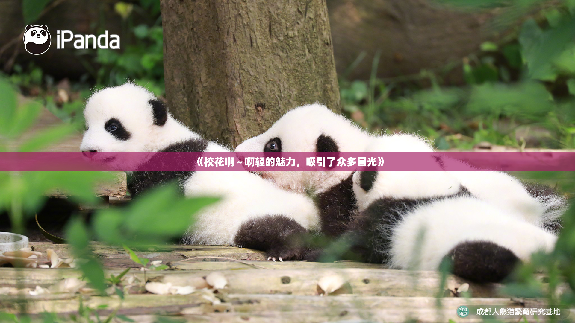 《校花啊～啊轻的魅力，吸引了众多目光》
