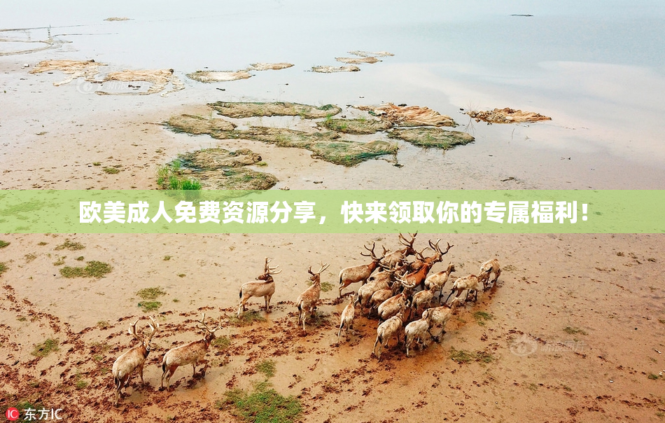 欧美成人免费资源分享，快来领取你的专属福利！